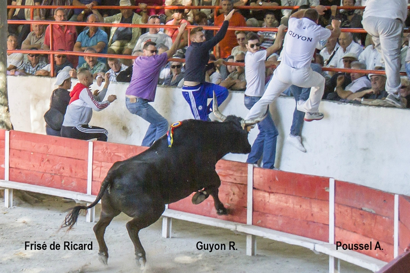 Frisé Ricard R Guyon 06-09-15