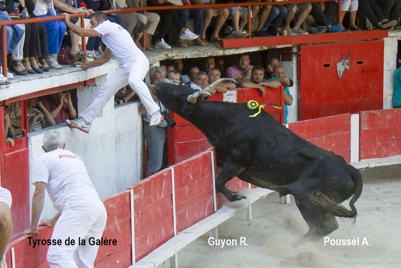Thyrose La Galere R Guyon 06-09-15