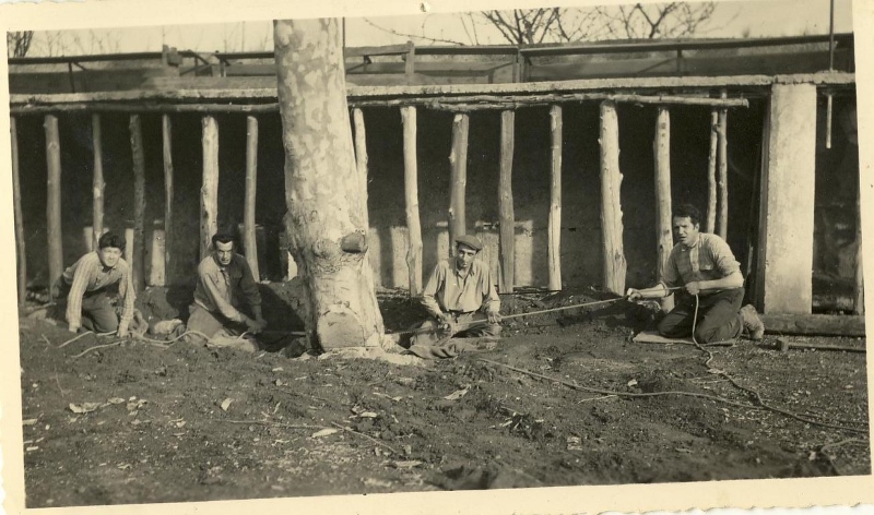 29.Arrachages platanes 1955 