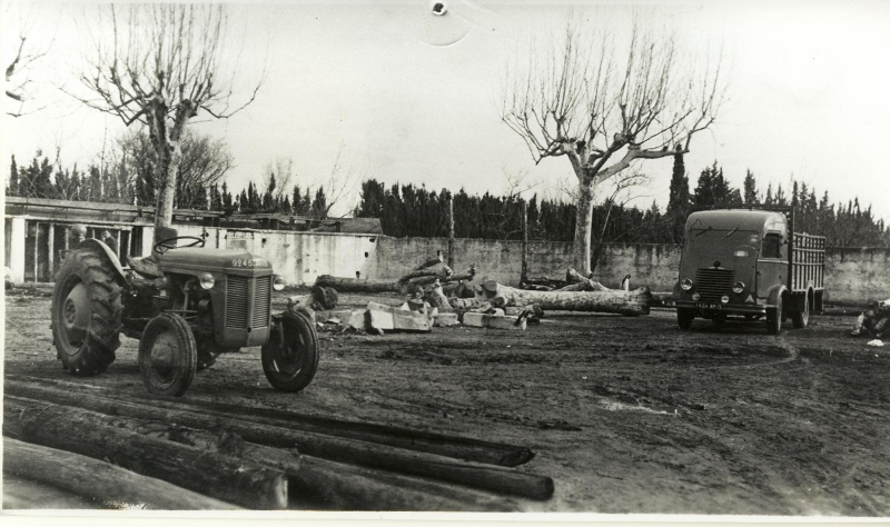 31.Arachage platanes 1955