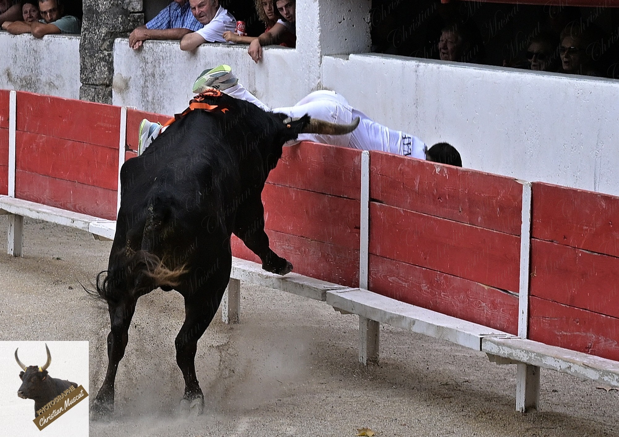 Aguado caillan q ayme 