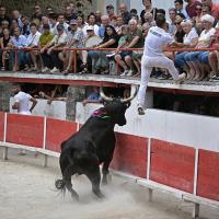 Alyscamps bon p laurier