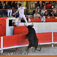Amphise mailhan e bernard