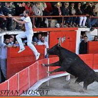 Amphyse mailhan r fouque