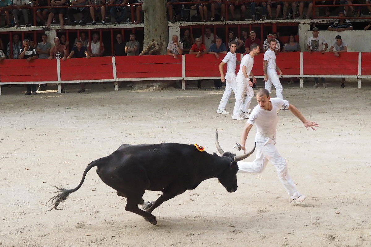 Caton lautier romain fouque