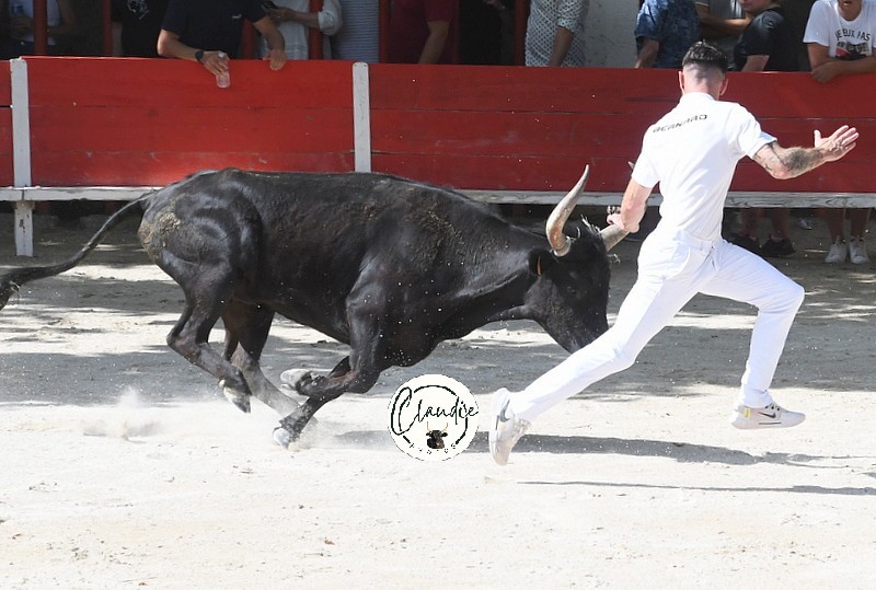 Charmeur lautier enzo bernard