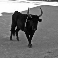 Chicharito manade caillan 1