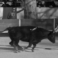 Chicharito manade caillan e bernard
