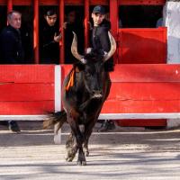 Chicharito manade caillan