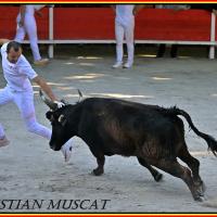 Colibri lautier l mateo