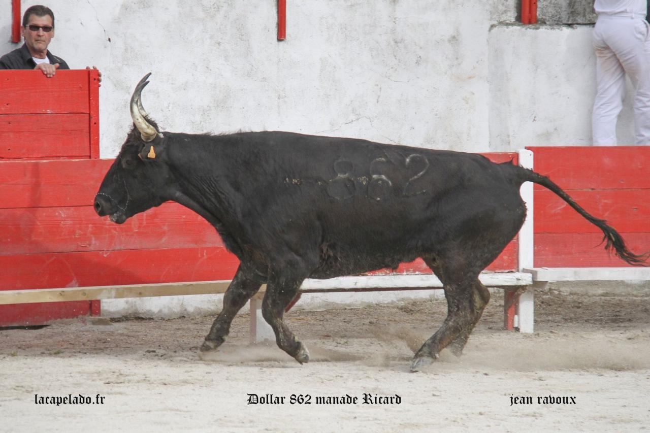 Dollar Manade RICARD 29 03 2015