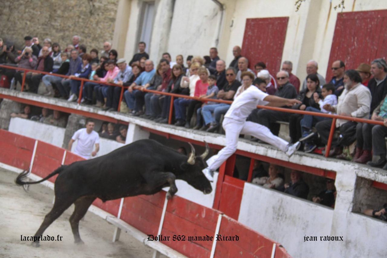 Dollar RICARD Nabil Benafitou