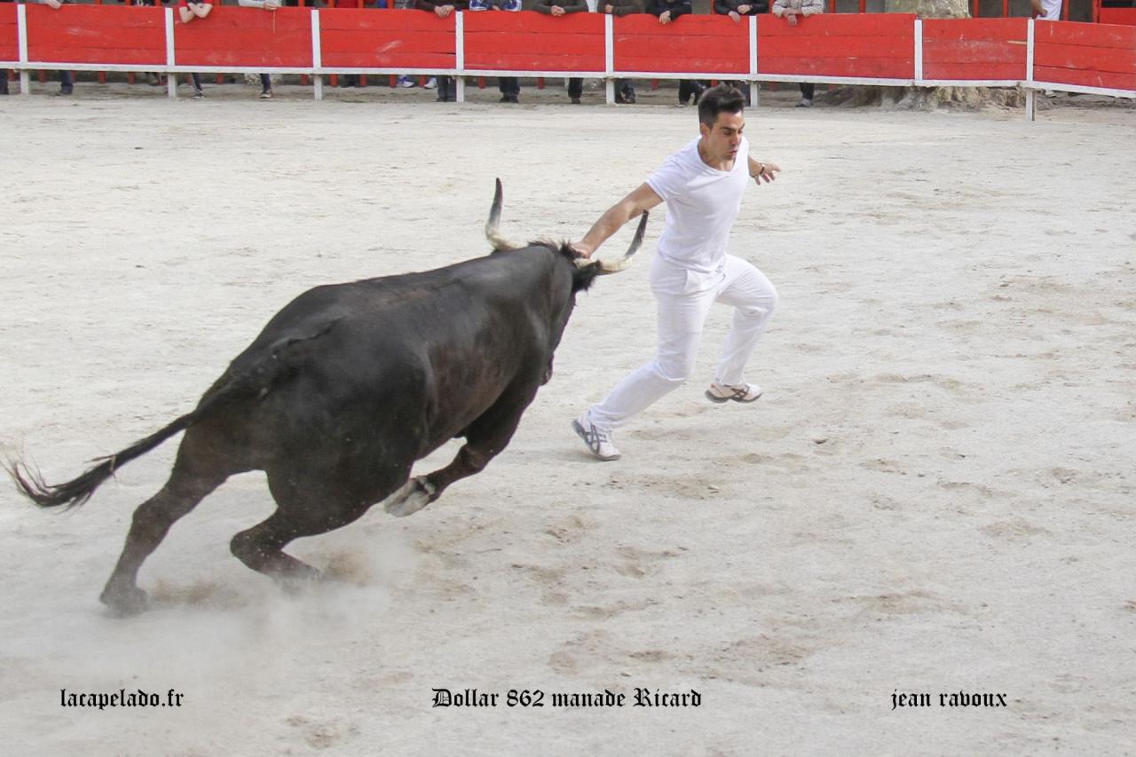 Dollar RICARD Romain GROS