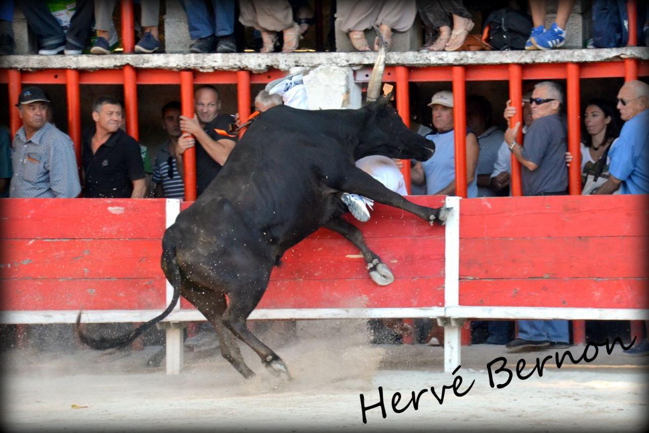 Esmero CAILLAN N Benafitou 01_09-2013 Photo R Bernon