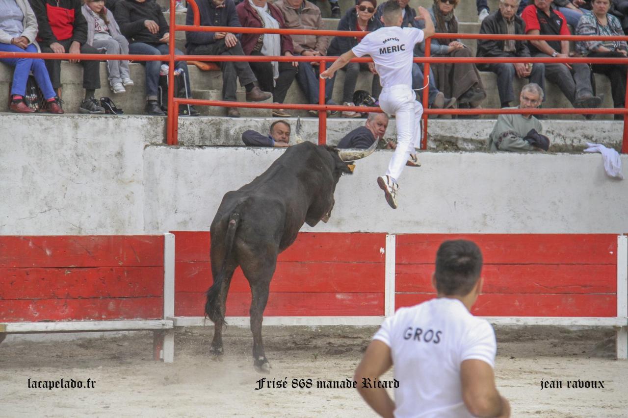 Frisé Manade RICARD Marvin Meric2