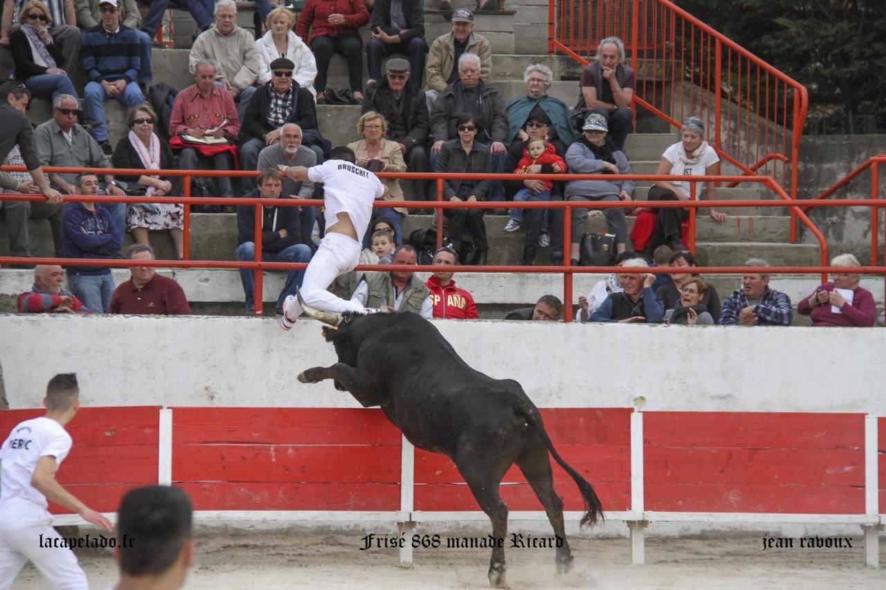 Frisé Manade RICARD Romain BRUSCHET