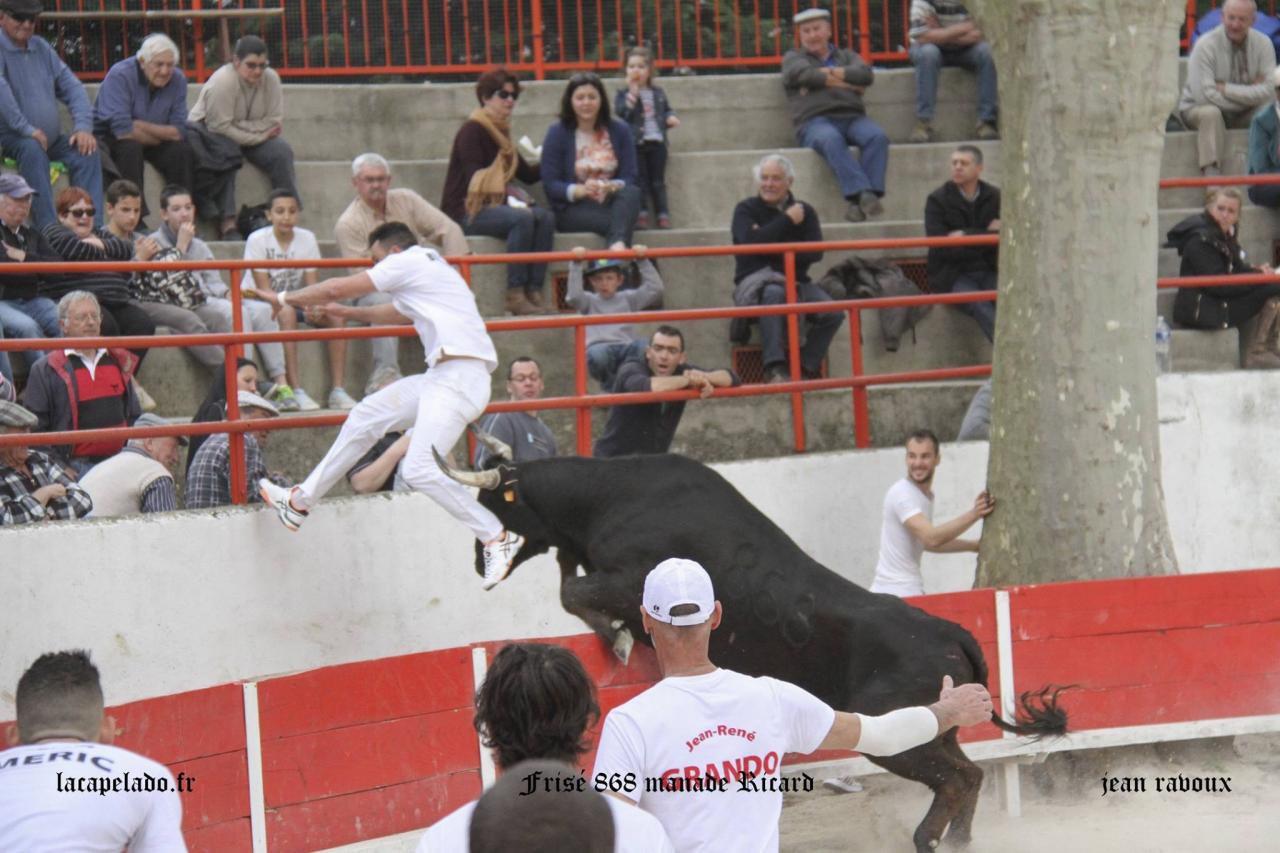 Frisé Manade RICARD Romain BRUSCHET2