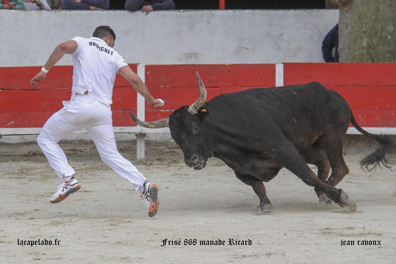 Frisé Manade RICARD Romain BRUSCHET5