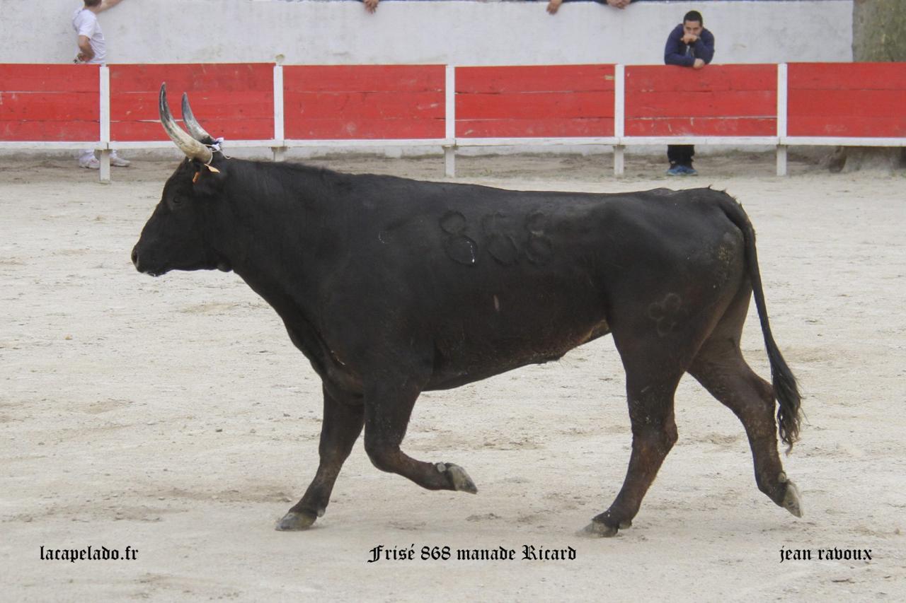 Frisé Manade RICARD