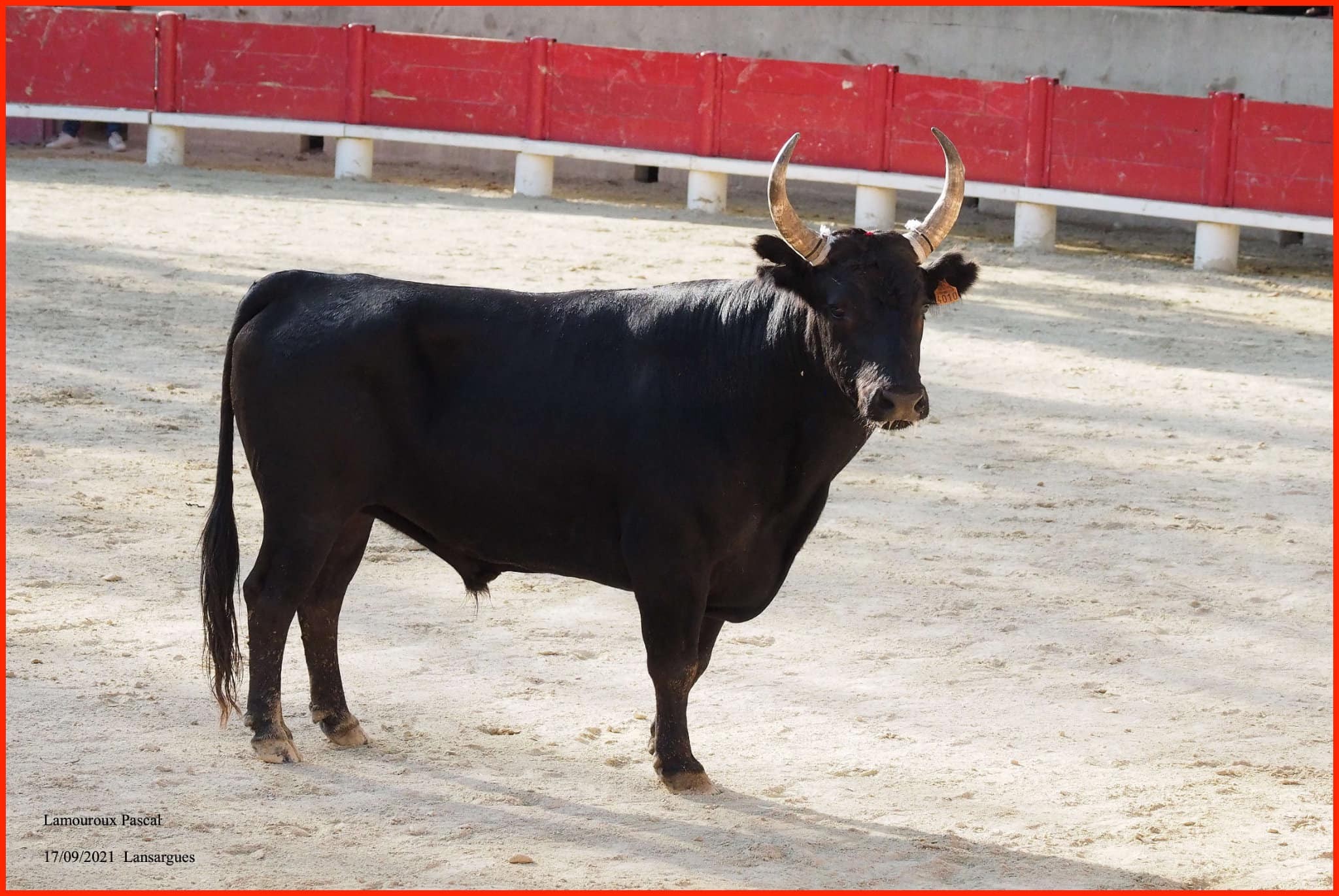 Galavard de la manade cuille