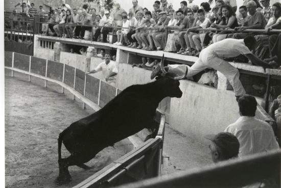 CAMARINA Protection Aout 1999 (Ph Bruno RAFFIN)