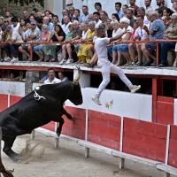 Laricio cuille r errik