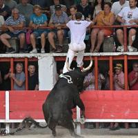 Laricio cuille r fouque