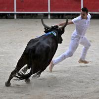 Palerme f mailhan p laurier