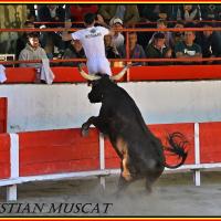 Tambourin de mejanes e bernard