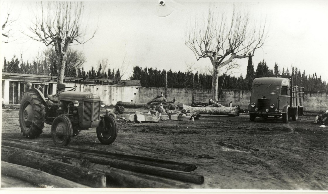 31 arachage des platanes en 1955